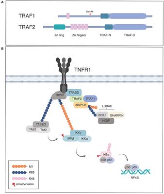 TRAF1 Signaling in Human Health and Disease